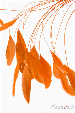 Coquetips - 13-18 cm - oranje